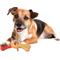Show in main carousel: allforpaws Bone Appetite Bully Stick Holder Dog Toy slide 8 of 9