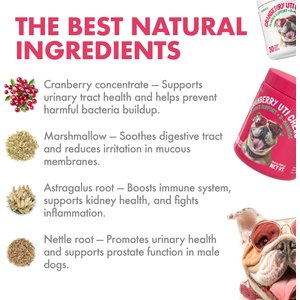 Legitpet Cranberry UTI Soft Chew Bladder Support Supplement for Dogs, 120 count
