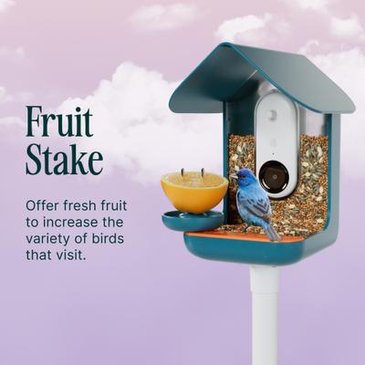 Show full view: Bird Buddy 3-in-1 Nutrition Set Wild Bird Feeder Accessory slide 5 of 7