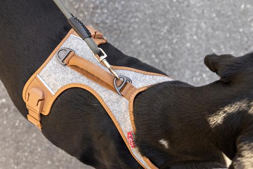 Show full view: Curli Alpine Belka Dog Harness, Gray, XXX-Large: 27.61 to 31.06-in chest slide 3 of 4