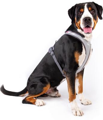 Show full view: Curli Glow Belka Dog Harness, Gray, XXXX-Large: 31.07 to 35.24-in chest slide 3 of 5