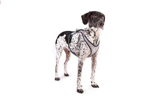 Show full view: Curli Glow Belka Dog Harness, Gray, XX-Large: 24.69 to 27.6-in chest slide 3 of 5