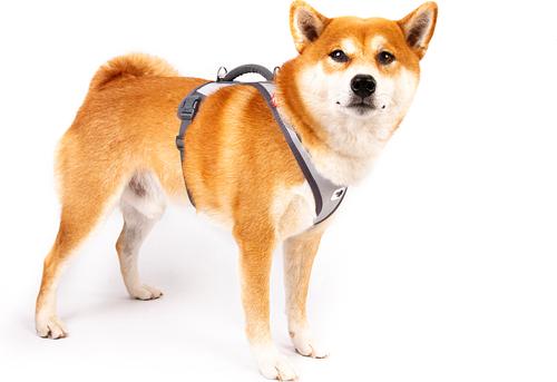 Show full view: Curli Glow Belka Dog Harness, Gray, X-Large: 21.82 to 24.68-in chest slide 2 of 4