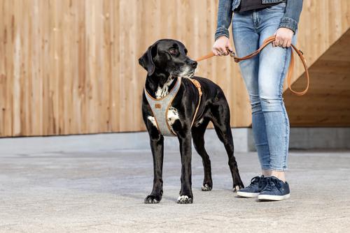 Show full view: Curli Alpine Belka Dog Harness, Gray, XXX-Large: 27.61 to 31.06-in chest slide 2 of 4