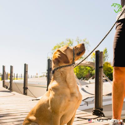 Show full view: Mad Dog Products Signature Rope Easy Leader Slip Lead Dog Leash, Aqua, 6-ft long, 1/2-in wide slide 5 of 5