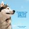 Show in main carousel: Adams Flea & Tick Spot Treatment for Large Breed Dogs, 31 to 60 lbs, 3 Doses (3-mos. supply) slide 5 of 11