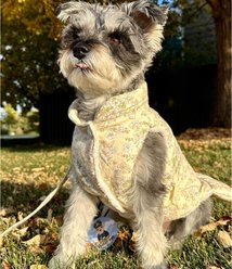 Dolly Pet Plum Blossom Winter Outfit Dog Dress, X-Small