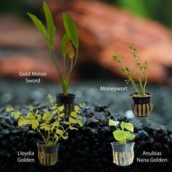 Quinn's Fins Leprechaun's Pot of Plants, Gold, Medium, 4 count slide 2 of 2