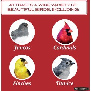 Pennington Select Black Oil Sunflower Seed Wild Bird Food, 40-lb bag