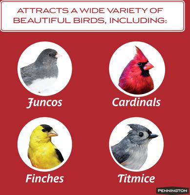 Show full view: Pennington Select Black Oil Sunflower Seed Wild Bird Food, 20-lb bag slide 6 of 11