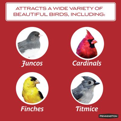 Show full view: Pennington Select Black Oil Sunflower Seed Wild Bird Food, 40-lb bag slide 6 of 11