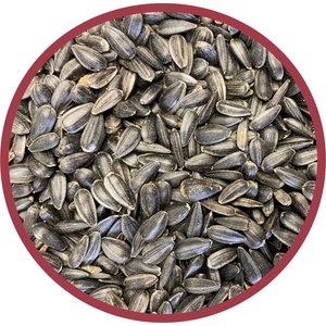 Pennington Select Black Oil Sunflower Seed Wild Bird Food, 40-lb bag