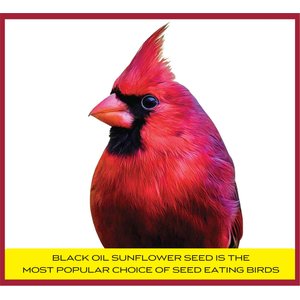 Pennington Select Black Oil Sunflower Seed Wild Bird Food, 40-lb bag