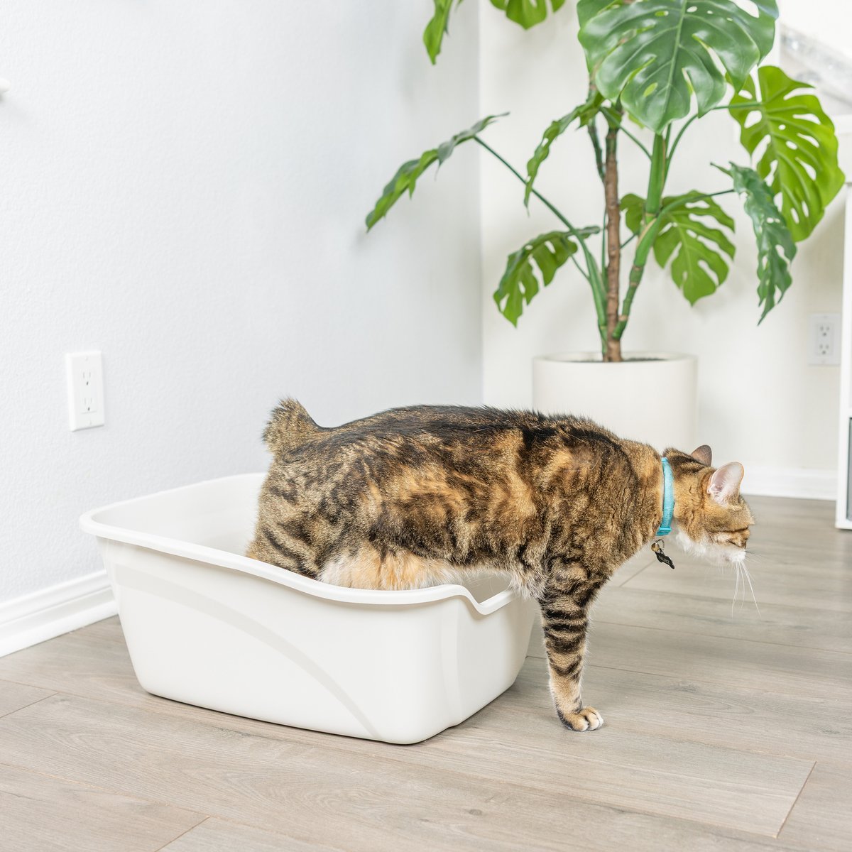 Van Ness High Sides Cat Litter Box, White, Giant