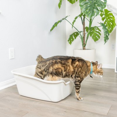 Van Ness Van Ness High Sides Cat Litter Box, White, Giant