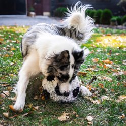 HuggleHounds HuggleFleece Soccer Ball World Cup 2026 Dog Toy slide 2 of 3