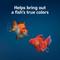 Show in main carousel: Aqueon Goldfish Granule Fish Food, 5.8-oz jar slide 2 of 12