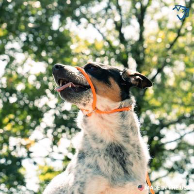 Show full view: Mad Dog Products Premium Rope Easy Leader Nylon Slip Lead Dog Leash, Red, 6-ft long, 3/8-in wide slide 4 of 5