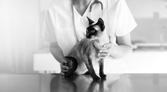 Royal Canin Veterinary Diet Multifunction Urinary SO + Calm Dry Cat Food