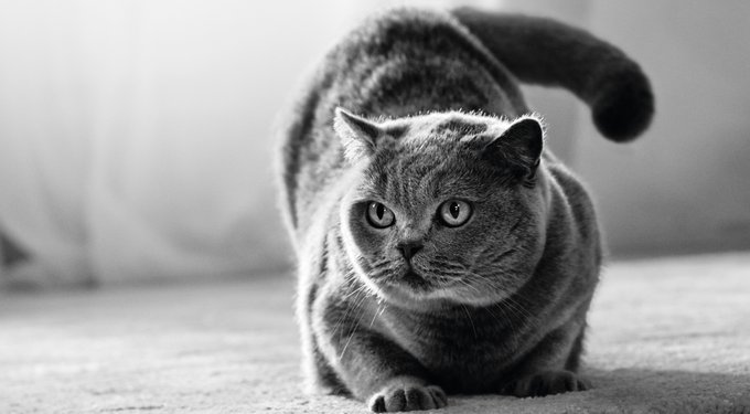 Royal Canin Veterinary Diet Multifunction Urinary SO + Calm Dry Cat Food