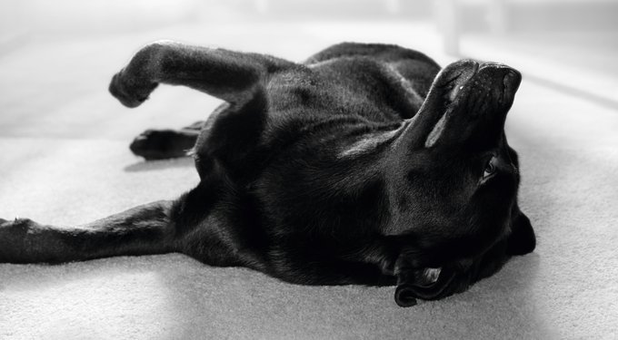 Royal Canin Veterinary Diet Multifunction Renal Support + Hydrolyzed Protein Dry Dog Food