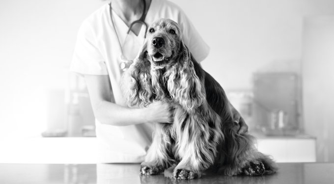 Royal Canin Veterinary Diet Multifunction Renal Support + Hydrolyzed Protein Dry Dog Food