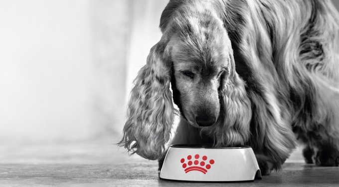 Royal Canin Veterinary Diet Multifunction Renal Support + Hydrolyzed Protein Dry Dog Food