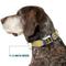 Show in main carousel: Buckle-Down Warner Bros. Harry Potter Hufflepuff Stars Argyle Plaid Dog Collar, Large: 15 to 24-in neck, 1-in wide slide 7 of 8