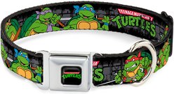 Buckle-Down Nickelodeon Ninja Turtles Group Pose TMNT Logo Dog Collar, Medium: 11 to 16.5-in neck, 1-in wide