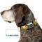 Show in main carousel: Buckle-Down Peanuts Worldwide LLC Peanuts I Am Charlie Brown Poses & Zig Zag Stripe Dog Collar, Medium: 11 to 16.5-in neck, 1-in wide slide 7 of 8