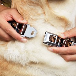 Buckle-Down Marvel Comics X Men Gambit Cards Pose Blocks Dog Collar, Large: 15 to 24-in neck, 1-in wide slide 2 of 8