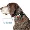Show in main carousel: Buckle-Down Holly & Mistletoe Dog Collar, Medium slide 7 of 9