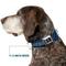 Show in main carousel: Buckle-Down Warner Bros. Harry Potter Ravenclaw Checker Dog Collar, Small: 9.5 to 13-in neck, 1-in wide slide 7 of 8