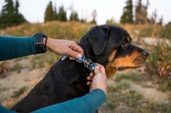 Ruffwear Web Reaction Reflective Dog Collar, River Rock Green, 17 to 20-in neck, 1-in wide slide 2 of 5
