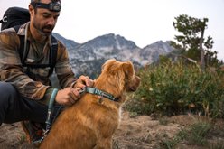 Ruffwear Web Reaction Reflective Dog Collar, Basalt Gray, 14 to 17-in neck, 1-in wide slide 2 of 6