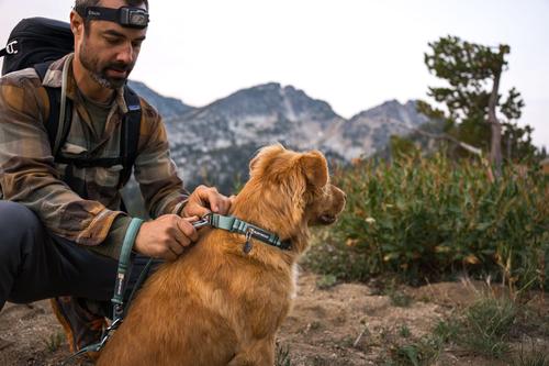 Show full view: Ruffwear Web Reaction Reflective Dog Collar, Blue Pool, 20 to 23-in neck, 1-in wide slide 3 of 7