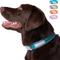 Show in main carousel: Blazin O So Comfy O-Ring Reflective Neoprene Waterproof Dog Collar, Blue, X-Large: 18.9 to 21.7-in neck, 1.25-in wide slide 8 of 10