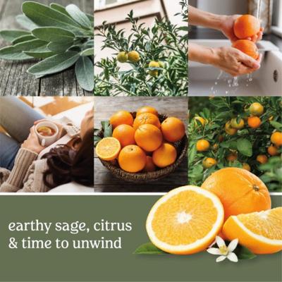Show full view: Yankee Candle ScentPlug Air Freshener Refill, Sage & Citrus, 4 count slide 3 of 7