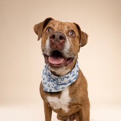 The Paws Christmas Hanukkah Dog Bandana, Blue, Large slide 2 of 6