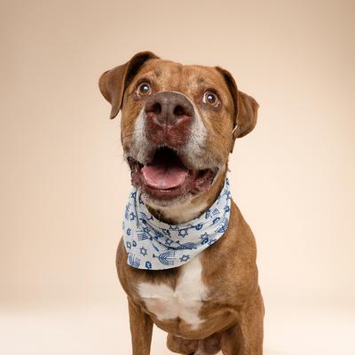 Show full view: The Paws Christmas Hanukkah Dog Bandana, Blue, Large slide 4 of 6