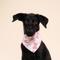 Show in main carousel: The Paws Christmas Let's Pawty Dog Bandana, Pink, Small slide 2 of 6