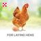 Show in main carousel: Purina Layena 16% Protein Pellets Chicken Feed, 50-lb bag slide 5 of 9