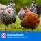 Show in main carousel: Purina Layena 16% Protein Pellets Chicken Feed, 25-lb bag slide 6 of 9