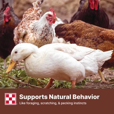 Show full view: Purina Scratch Grains Poultry Feed, 50-lb bag slide 5 of 9