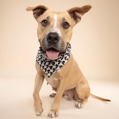 Show full view: The Paws Black Tie Dog Bandana, Black, Small slide 3 of 6