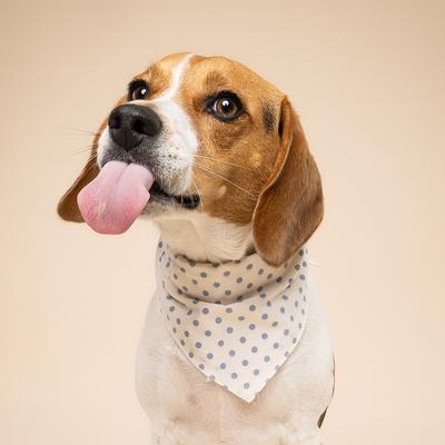 Show full view: The Paws Polka Dot Dog Bandana, Blue, Medium slide 4 of 6