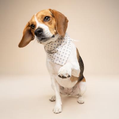 Show full view: The Paws Polka Dot Dog Bandana, Blue, Medium slide 3 of 6