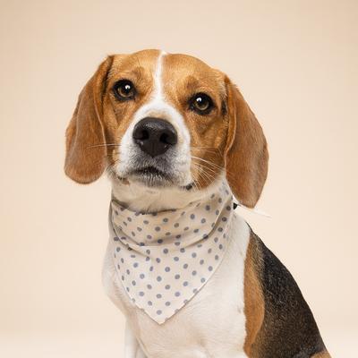Show full view: The Paws Polka Dot Dog Bandana, Blue, Medium slide 2 of 6