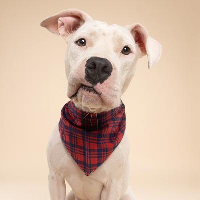Show full view: The Paws Christmas Cabin Dog Bandana, Red, Large slide 4 of 6
