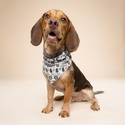 The Paws Christmas Hygge Dog Bandana, Green, Medium slide 2 of 6